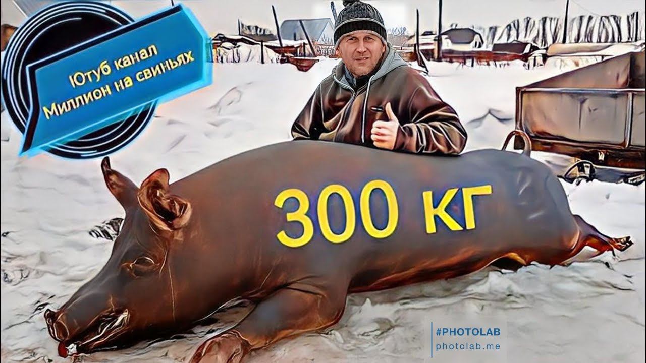 Огромный кабан уехал на мясо! Трех породный гибрид F1-Пьетрен-Макстер! вес 300 кг!!! смотреть онлайн