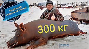 Огромный кабан уехал на мясо! Трех породный гибрид F1-Пьетрен-Макстер! вес 300 кг!!!