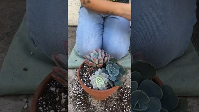 Arranging Succulents in a Terracotta Pot смотреть онлайн