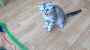 Симба я люблю тебя Тася и Симба Песенка про Симбу