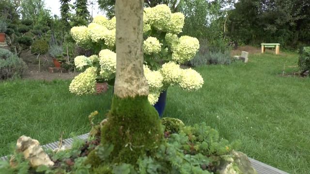 Bonsai Buxus Sempervirens Arborescens Buchsbaum (Update)08.2012