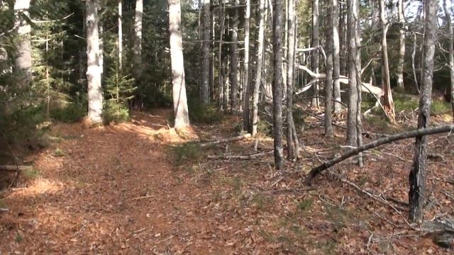 Apetor Memory (A Short walk in the Woods) смотреть онлайн
