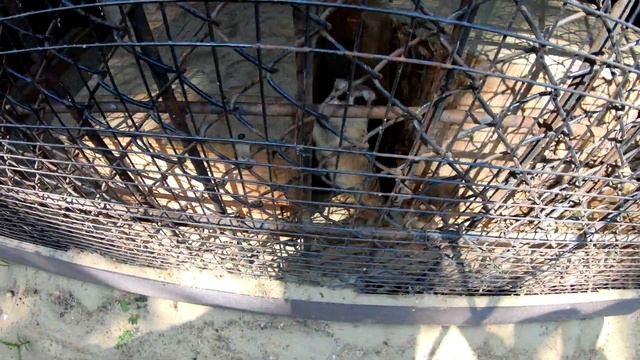 Пенза Зоопарк 4к смотреть онлайн