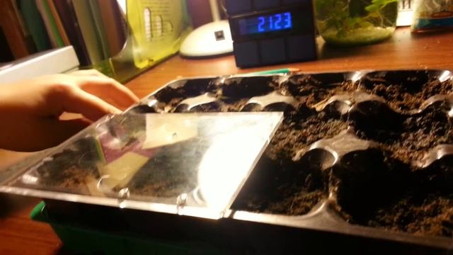Сеям семяна крыжовника все легко и просто смотреть онлайн
