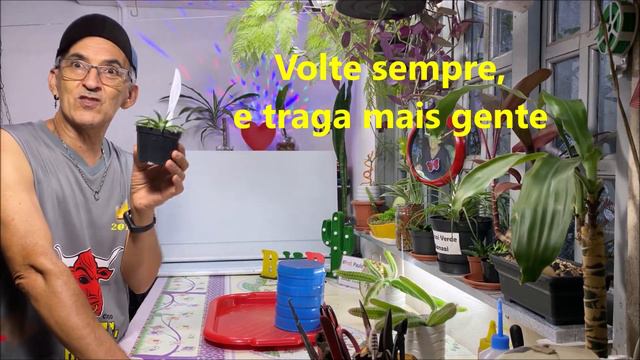 #Voce sabe que planta é essa? #PauloBonsai😉😍 смотреть онлайн