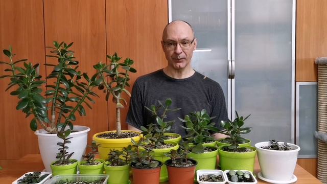 Денежное дерево от листочка до дерева смотреть онлайн