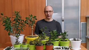 Денежное дерево от листочка до дерева