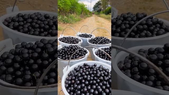 Beautiful jabuticaba (Woody grapes) - Jabuticaba harvesting смотреть онлайн