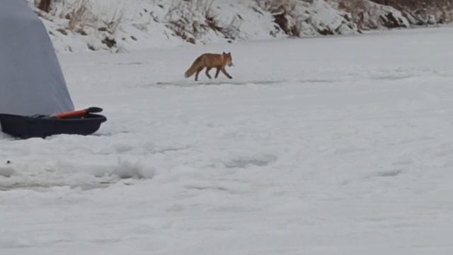 Животные нашего края смотреть онлайн
