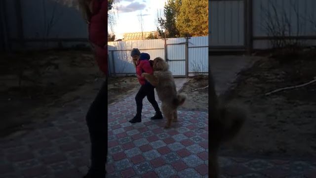 Тебетский мастиф 5 месяцев смотреть онлайн