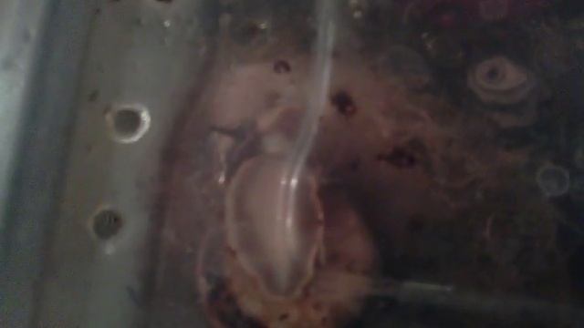 Спаривание Караколусов