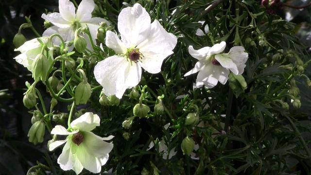Clematis x cartmanii 'Sweet Hart' смотреть онлайн