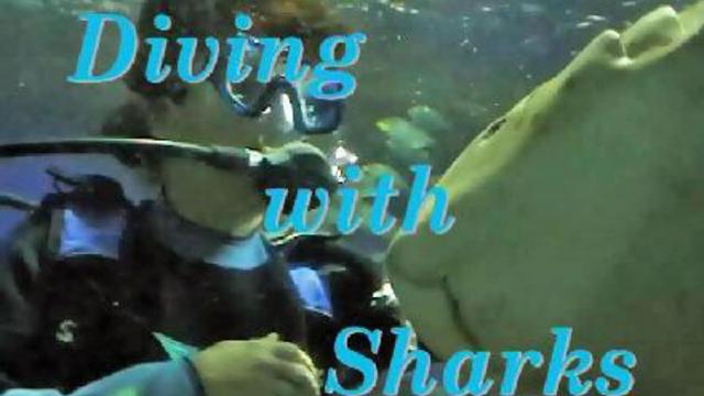 Diving With Sharks