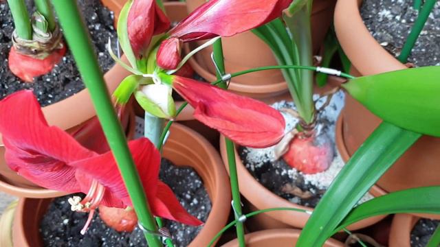 Hippeastrum Floris Hekker смотреть онлайн