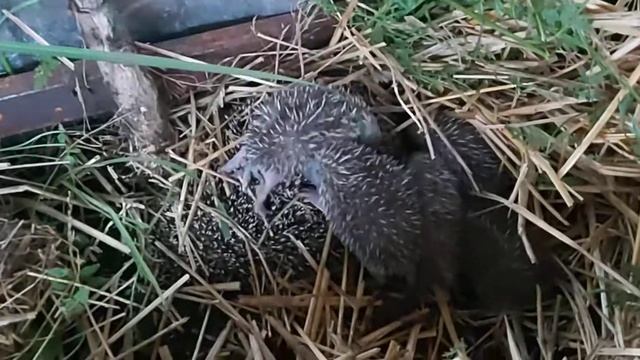 Новички! Семейство Ёжиков 13 06 21 г смотреть онлайн