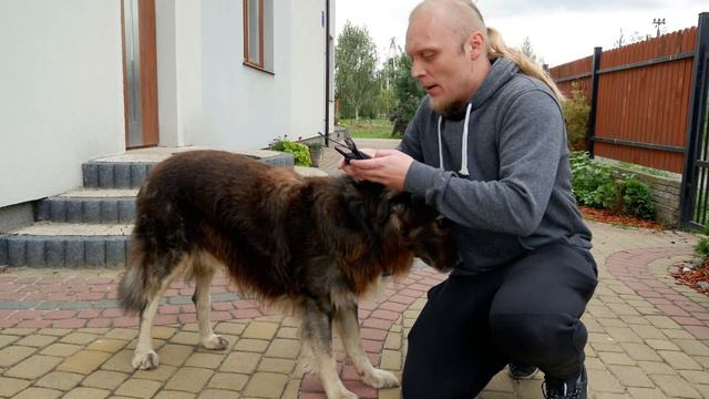 🐾NIEUDANY WYWIAD Z PSEM!🐺 Czyli test Saramonic UwMic9 🎤 смотреть онлайн