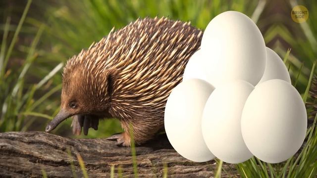 These Creatures Are the Greatest Survivors of Evolution смотреть онлайн
