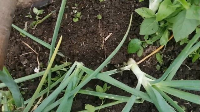 Секрет как вырастить крупную луковицу у семейного лука. смотреть онлайн