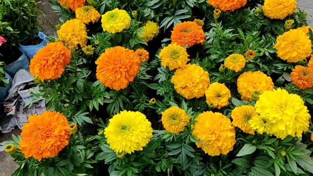 6th February Tala Hat Flowers Plants Market !! Nursery Plant смотреть онлайн