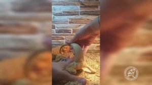 Как определить пол у бородатой агамы