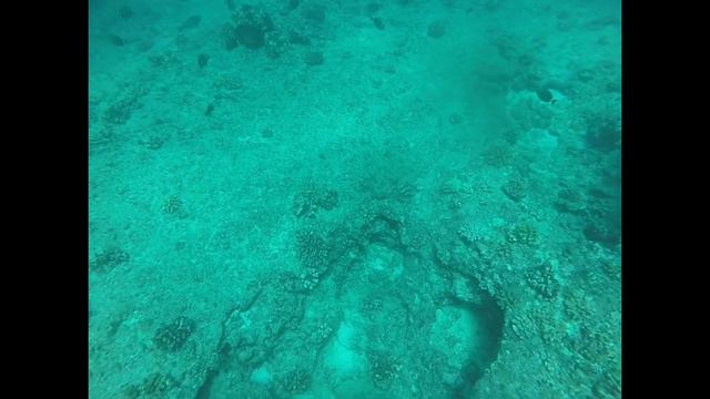 Spear fishing Hawaii “Last edit of 2021” Maybe?? смотреть онлайн