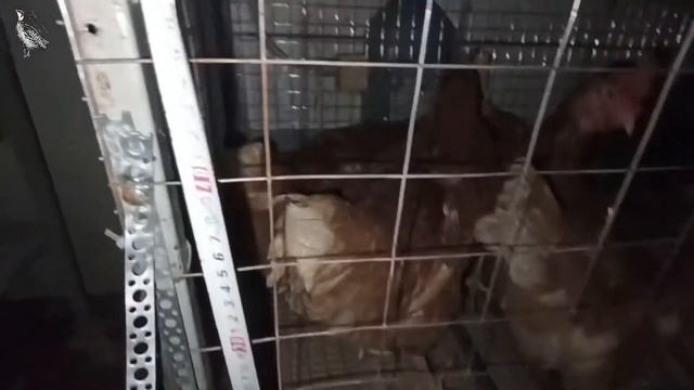 Содержание курей несушек в клетке смотреть онлайн
