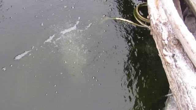 Мой плёночный пруд 2 декабря 2020 года. Прозрачная вода в пруду смотреть онлайн