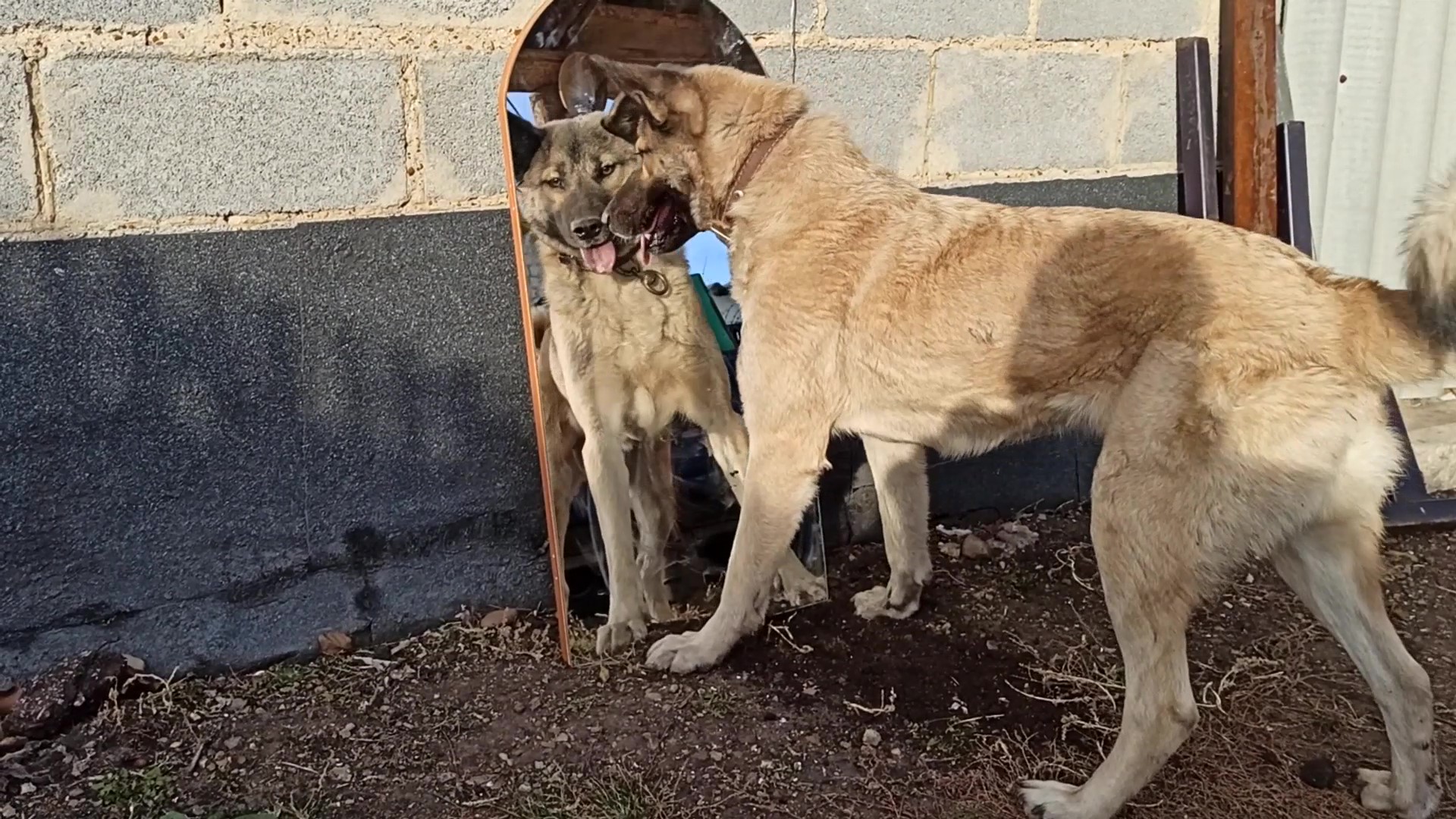 Собака и зеркало смотреть онлайн
