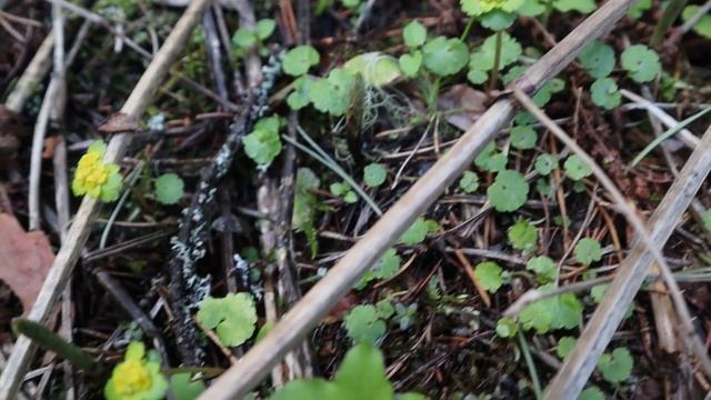 Болотница кто она и как выглядит? (Славянская мифология) смотреть онлайн