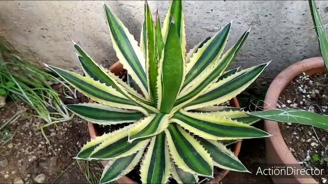 АГАВЫ моя коллекция ?AGAVE my collection. смотреть онлайн
