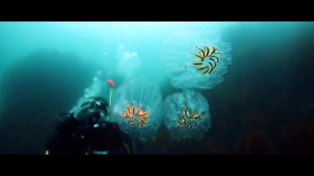 О сверх возможностях тибетских монахов! смотреть онлайн