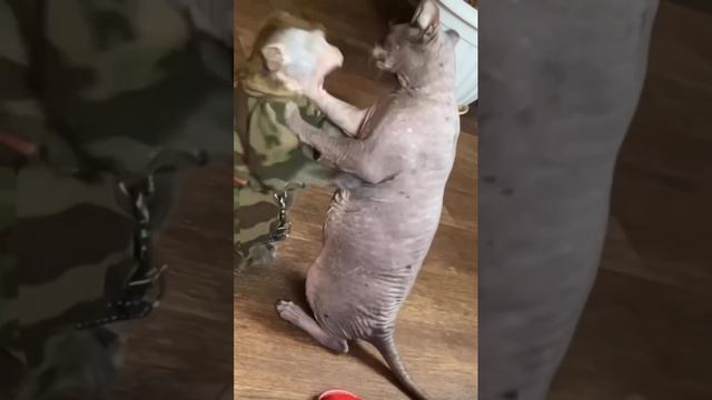 Rutube_account_13217874