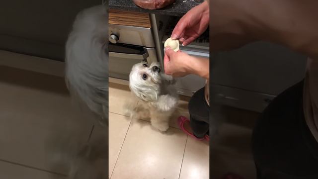 Двох лапе Цудо смотреть онлайн