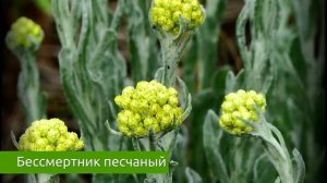БЕССМЕРТНИК ПЕСЧАНЫЙ. Свойства, польза, вред / Захар Травник