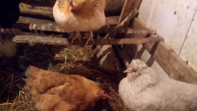 хохлатые куры несушки смотреть онлайн