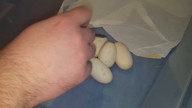 Kind of Unexpected Pied Ball Python Clutch 2017! смотреть онлайн