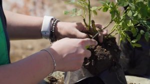 Как определить поросль шиповника на розе? Вместо розы вырос шиповник. Что делать?