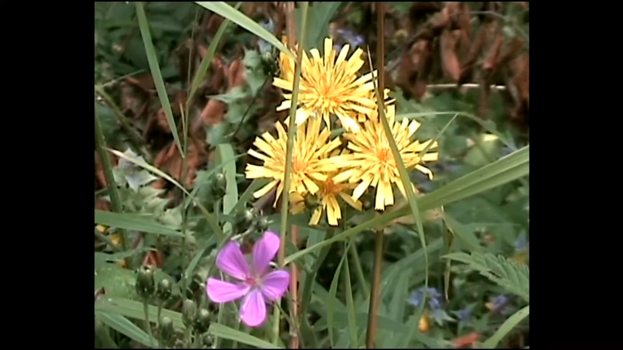 Лисино 170  ч 3 -Дендропарк