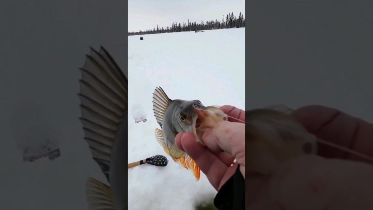 БЛЕСНЫ ПРОЩЕ НЕ БЫВАЕТ !? #рыбалкавсибири #окуньнаблесну #блеснагвоздь смотреть онлайн
