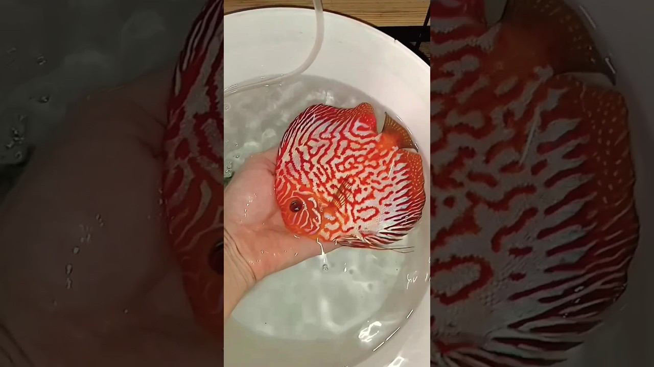 Отправка рабочей пары в Ставрополь #aquarium #аквариум #аквариумныерыбки #discus #дискусы смотреть онлайн
