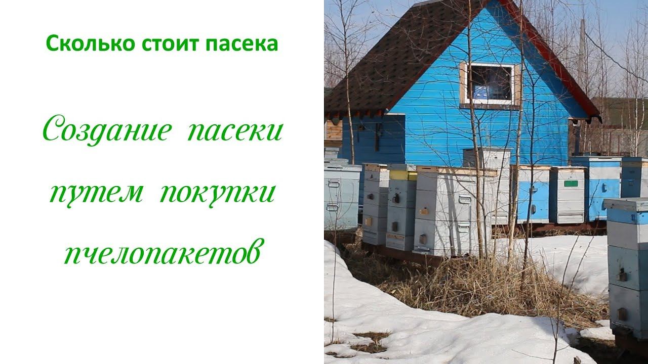 Покупка пчелопакетов как лучший способ создания пасеки с нуля смотреть онлайн
