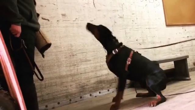 European Doberman Daz has HIGH PREY DRIVE at 14 month old смотреть онлайн