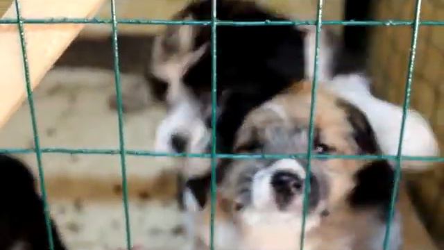 Эти собаки тоже хотят жить смотреть онлайн