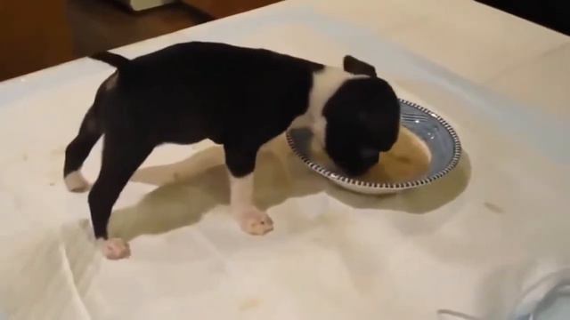 девченки развлекаются над поцыками смотреть онлайн