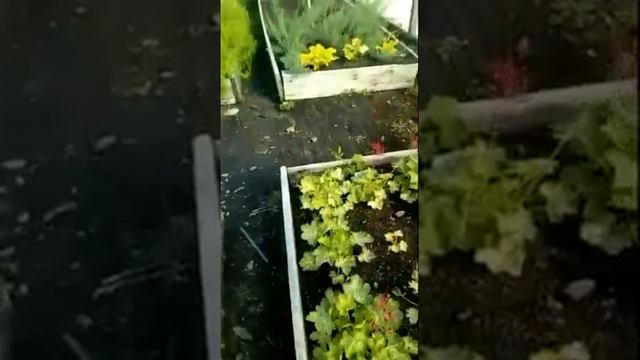 Экскурсия по маточнику питомника саженцев компании "Биолит" смотреть онлайн