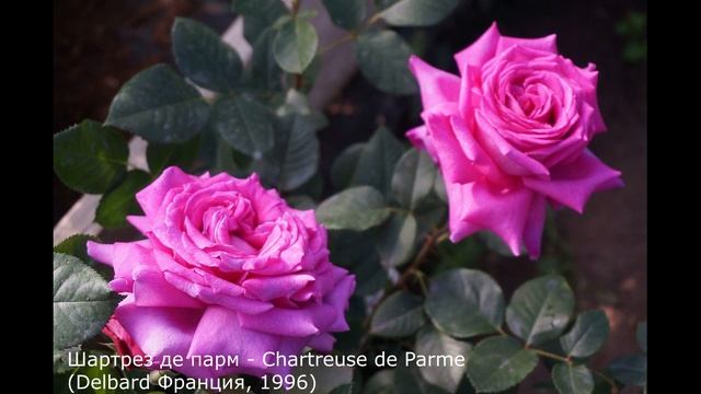 Краткий видео обзор розы Шартрез де парм (Чайно гибридная) - Chartreuse de Parme (Delbard 1996) смотреть онлайн