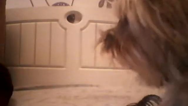 Как научить собаку команде сидеть и лежать// йорш смотреть онлайн