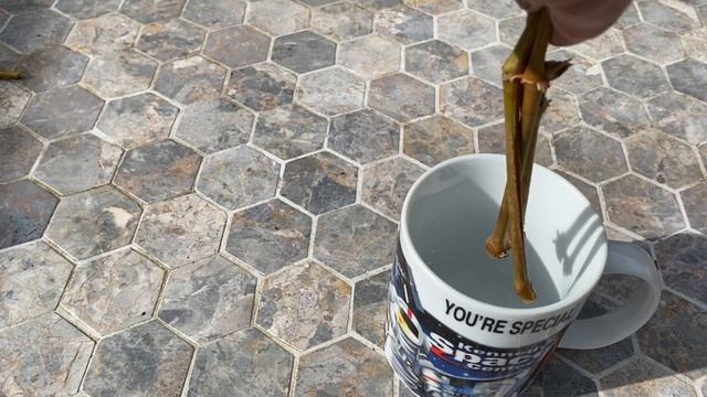 Плющелистные Пеларгонии! Укоренение в КРУЖКАХ на ХОЛОДНОЙ веранде легко и просто! смотреть онлайн