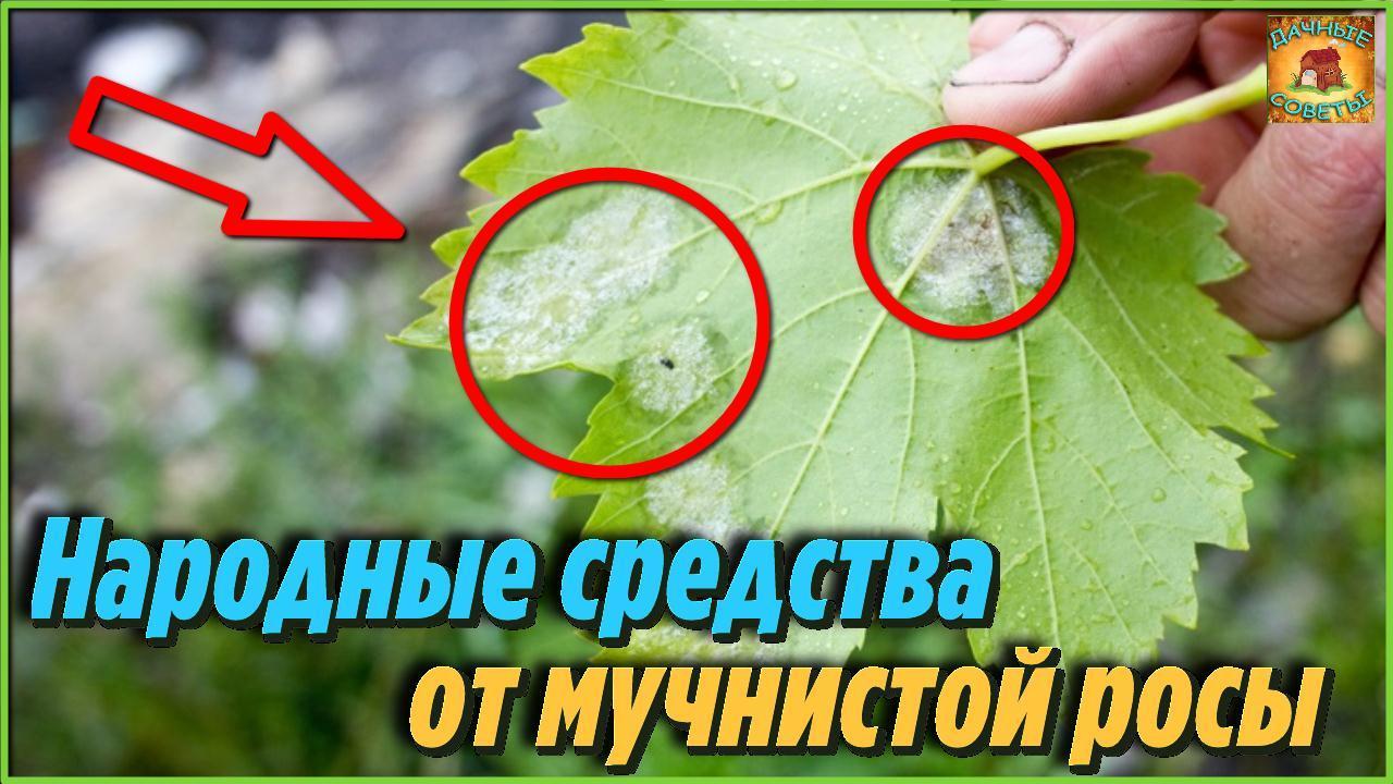 Мало кто знает эффективный способ как избавиться от мучнистой росы на растениях смотреть онлайн