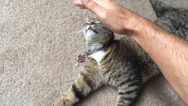 How to Pet an American Bobtail MIx Cat смотреть онлайн